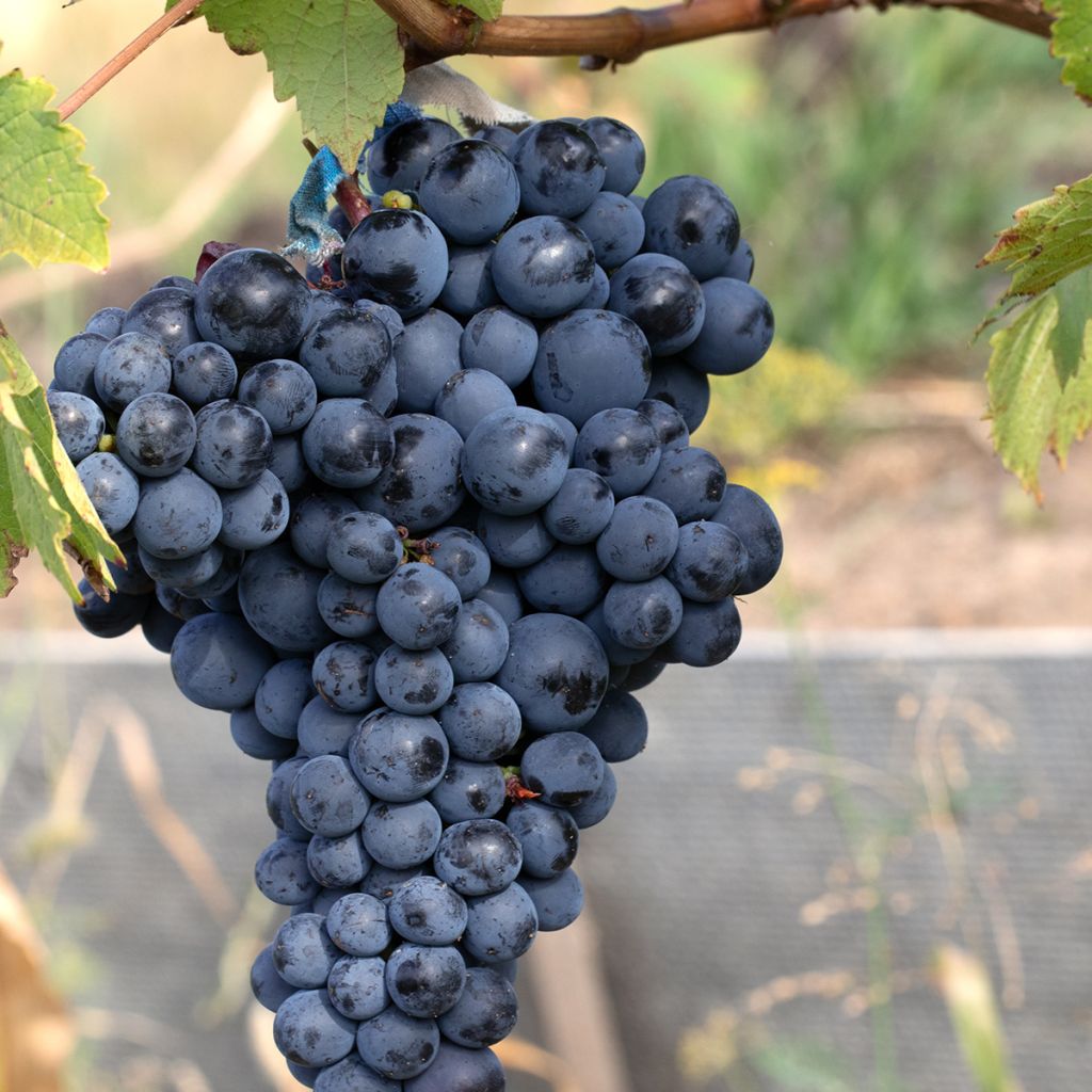 Aitoviiniköynnös Albarossa