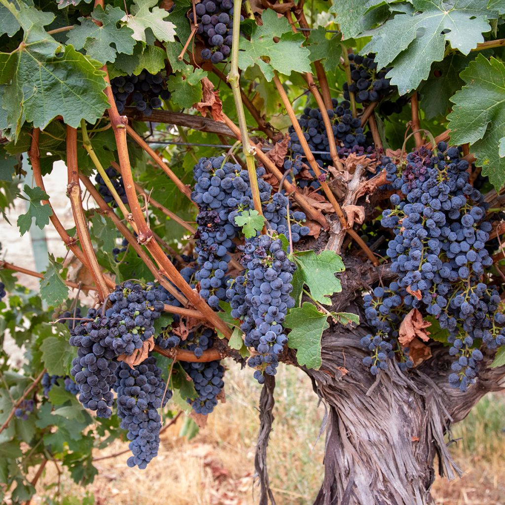 Aitoviiniköynnös Barbera