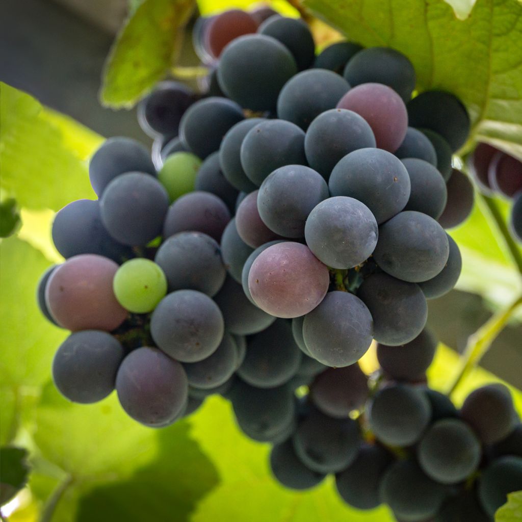 Viiniköynnös Fragola Nera Precoce