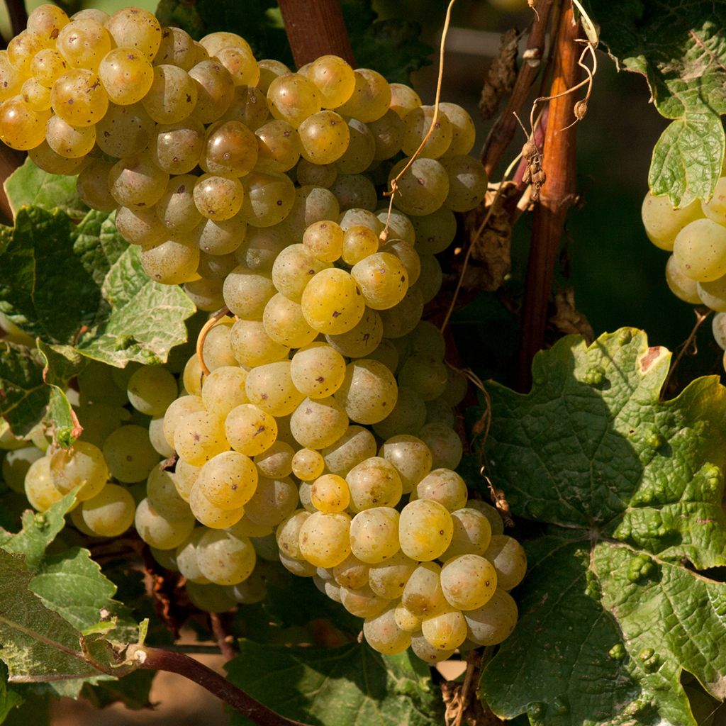 Aitoviiniköynnös Moscato Terracina
