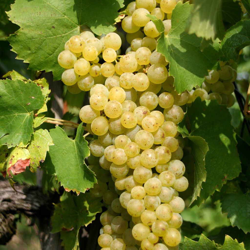 Aitoviiniköynnös Vermentino Bianco