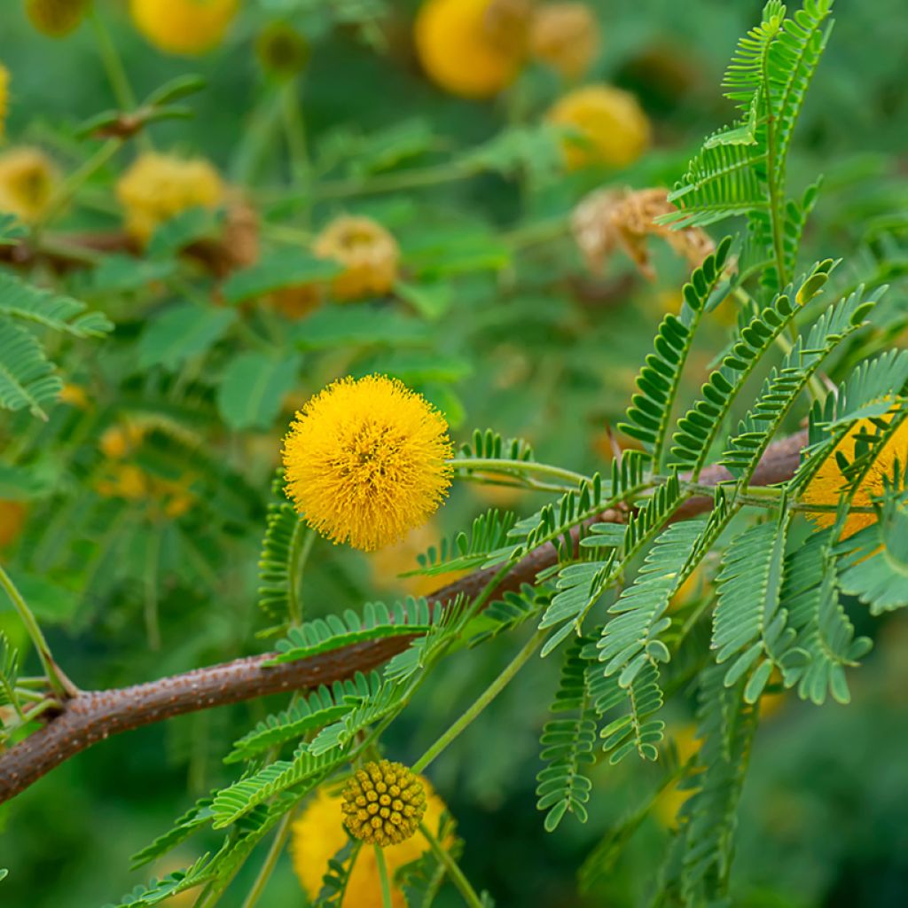 Tuoksuakaasia - Vachellia farnesiana