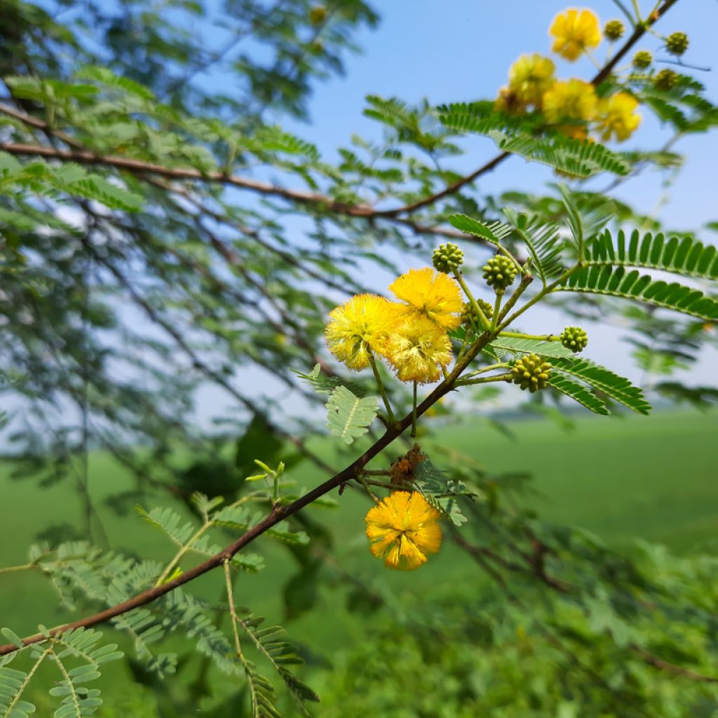 Tuoksuakaasia - Vachellia farnesiana