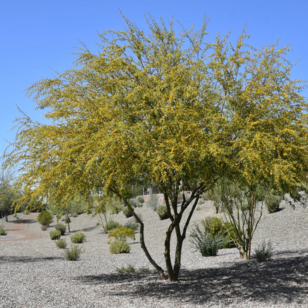 Tuoksuakaasia - Vachellia farnesiana