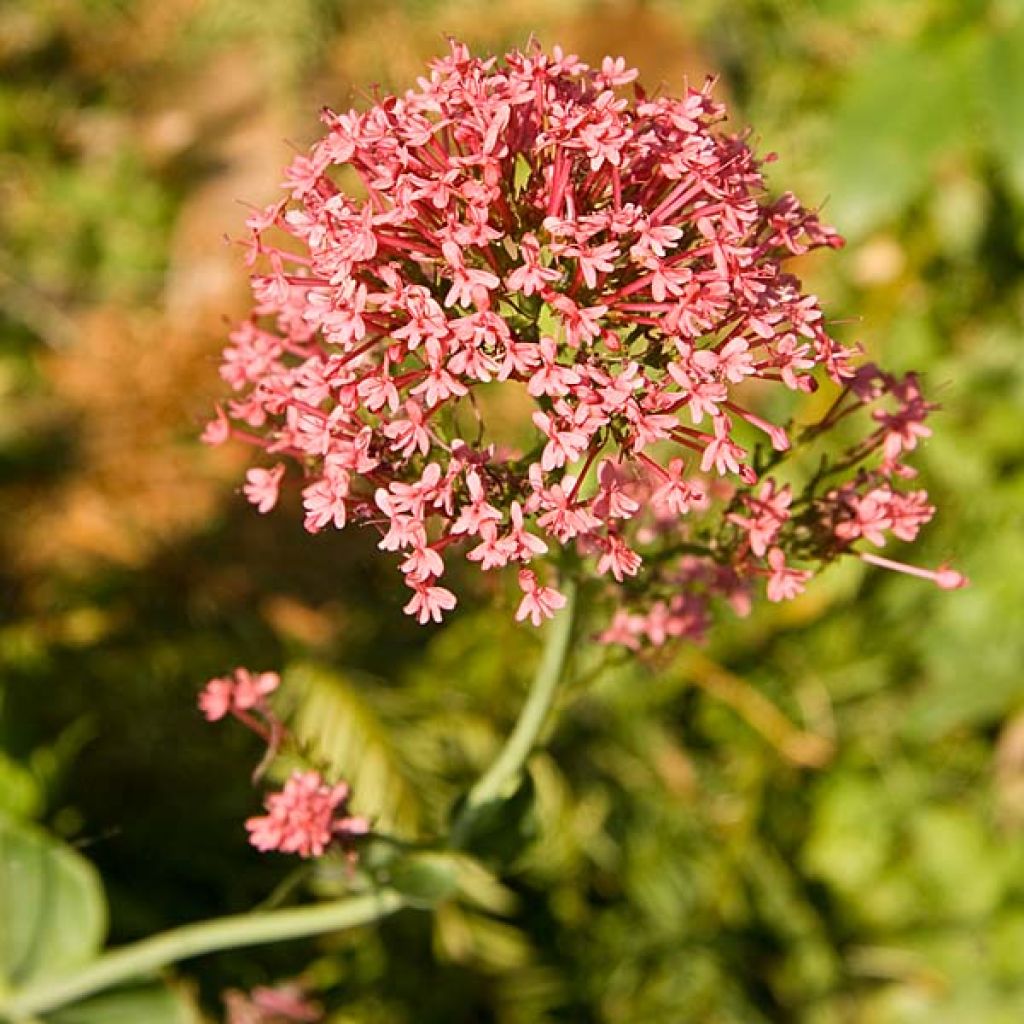Punavirma Coccineus