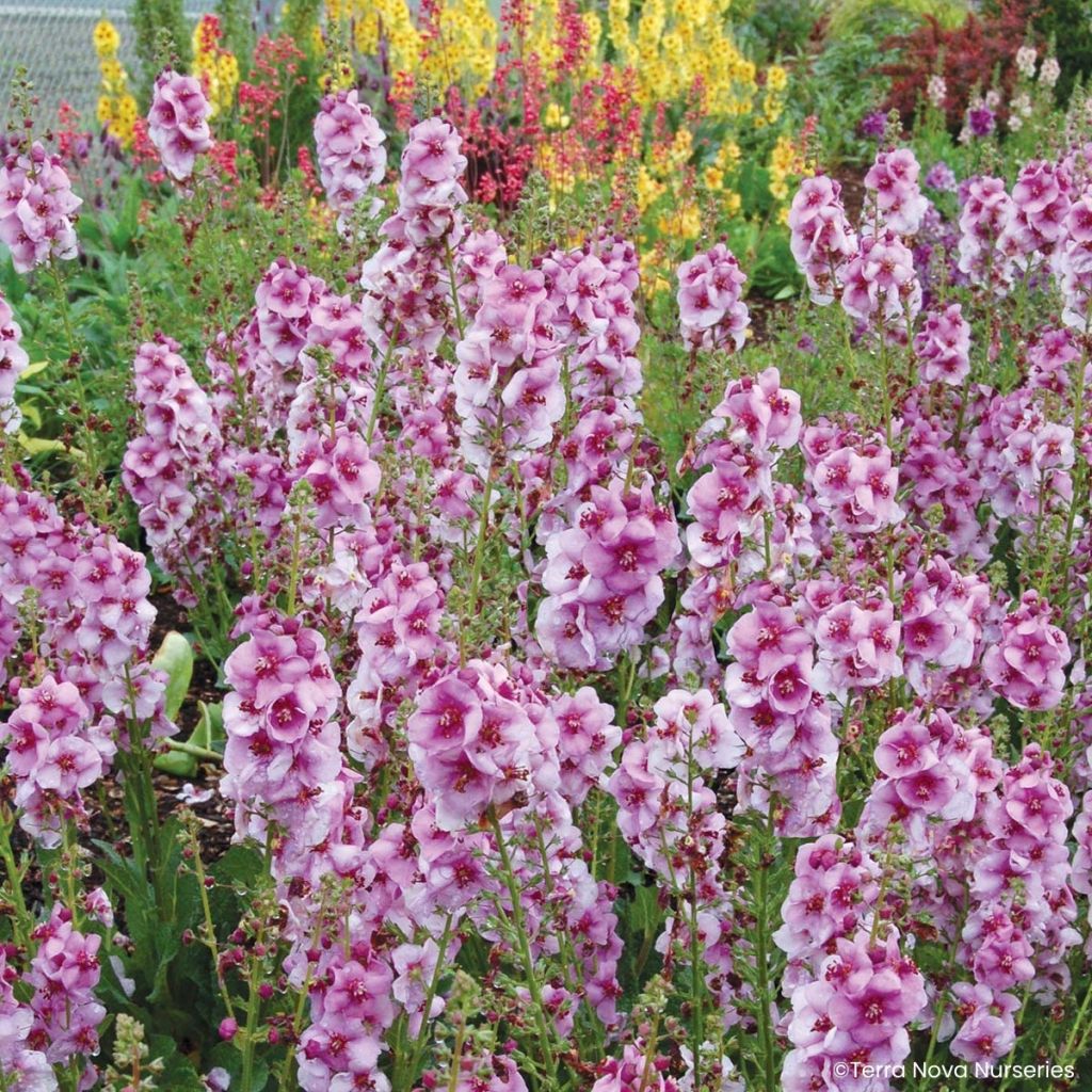 Tulikukka Lavender Lass