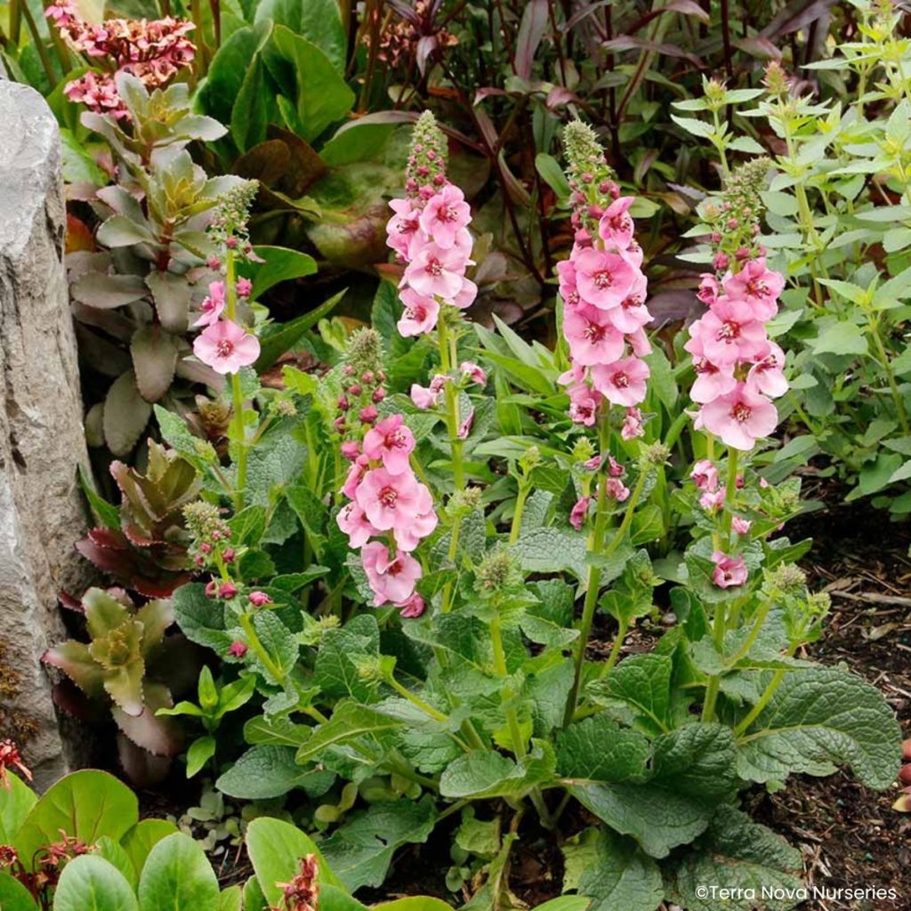 Tulikukka Lavender Lass