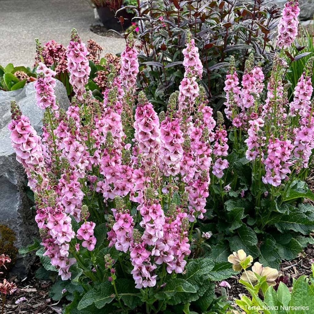 Tulikukka Lavender Lass
