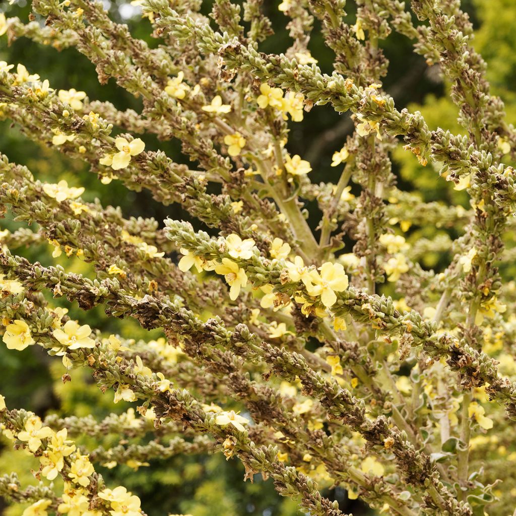 Jättitulikukka - Verbascum olympicum