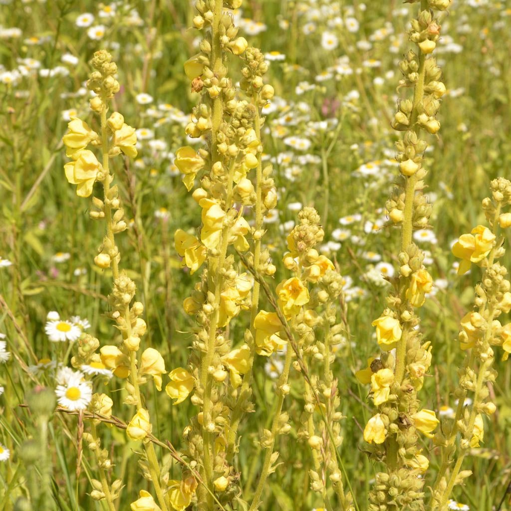 Jättitulikukka - Verbascum olympicum