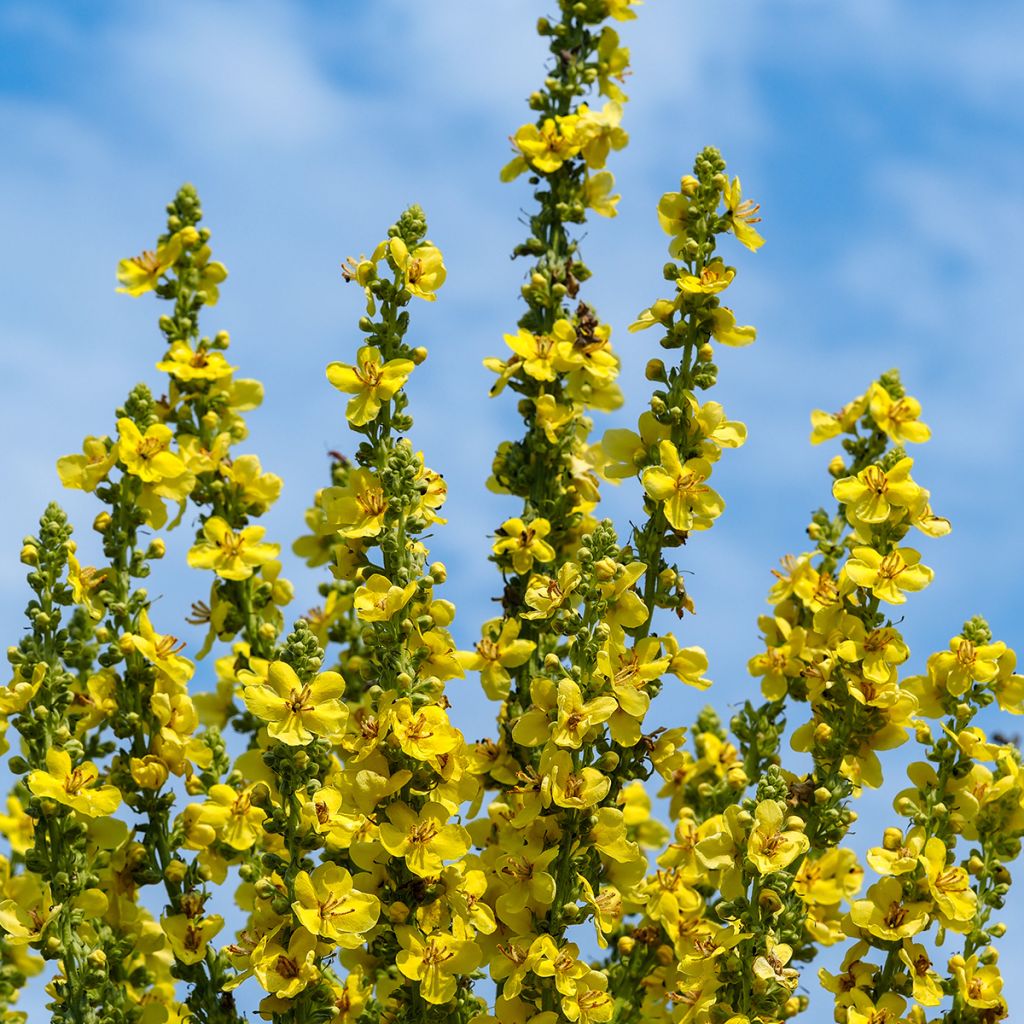 Jättitulikukka - Verbascum olympicum