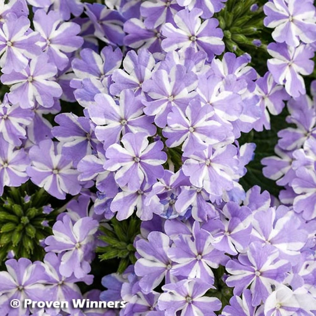 Tarhaverbena Virgo Lavender Star