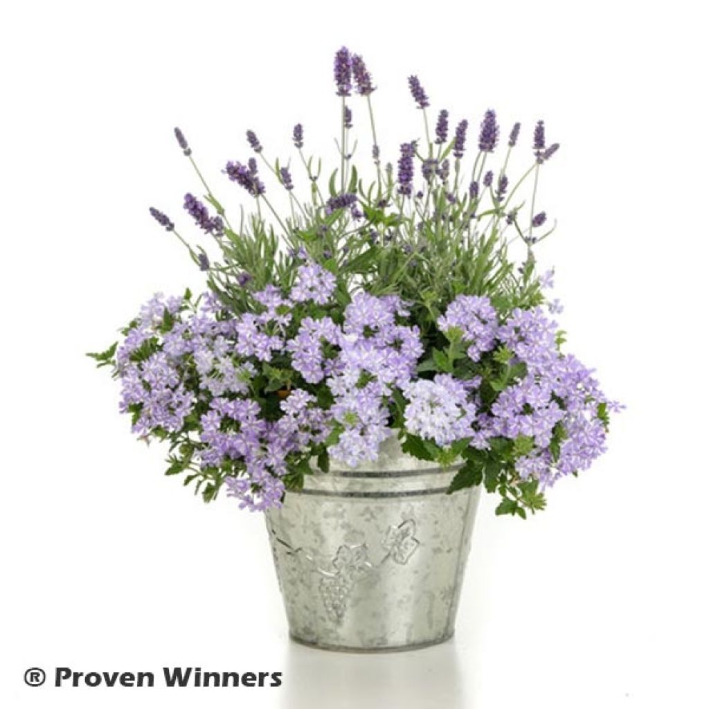 Tarhaverbena Virgo Lavender Star