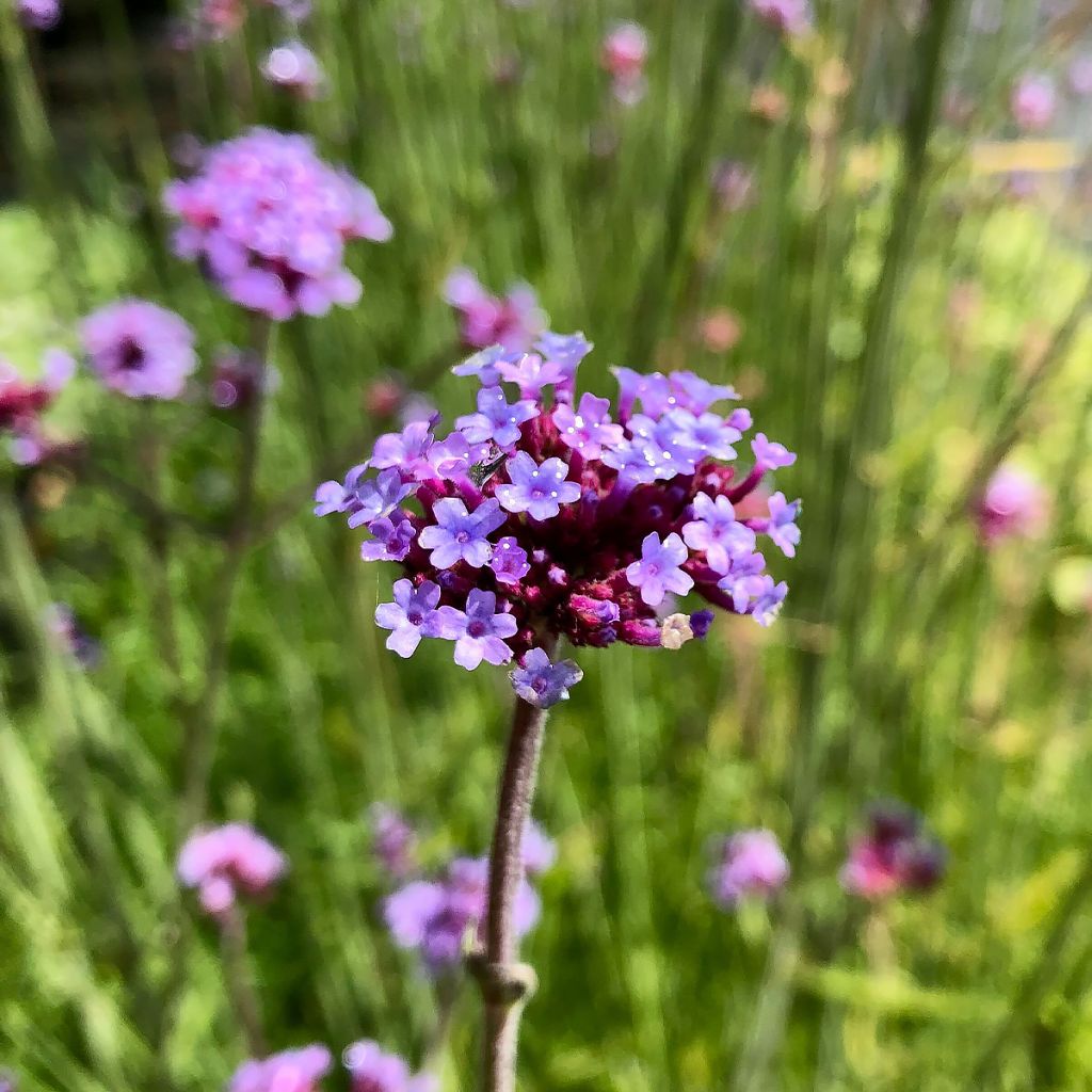 Jättiverbena - Verbena bonariensis