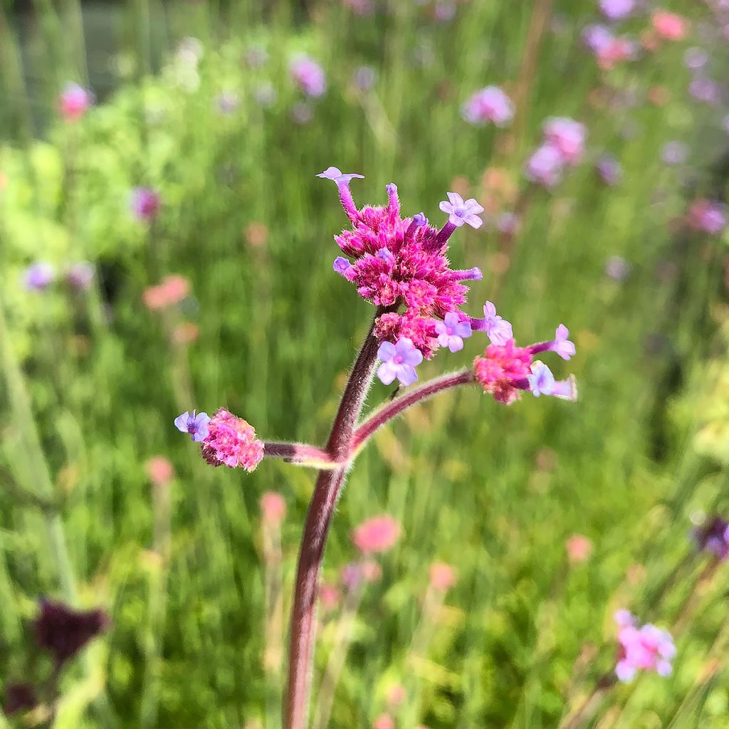 Jättiverbena - Verbena bonariensis