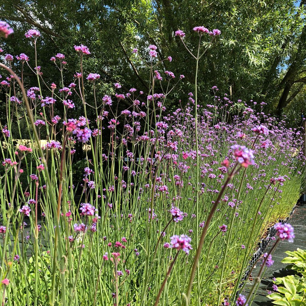 Jättiverbena - Verbena bonariensis