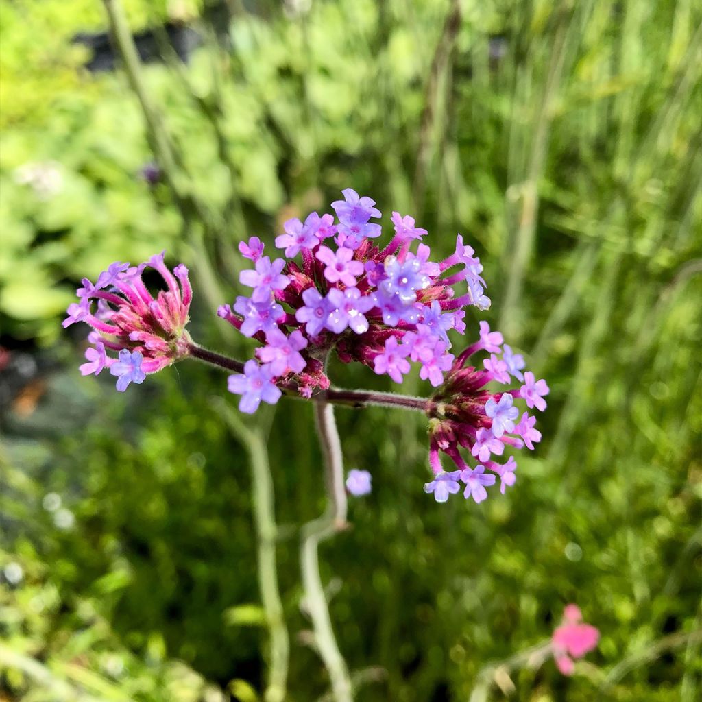 Jättiverbena - Verbena bonariensis