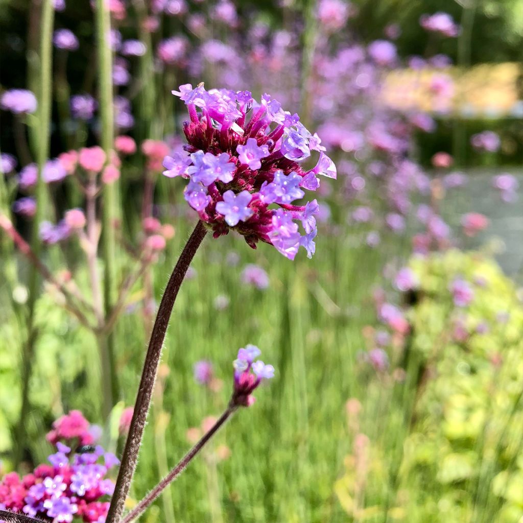 Jättiverbena - Verbena bonariensis