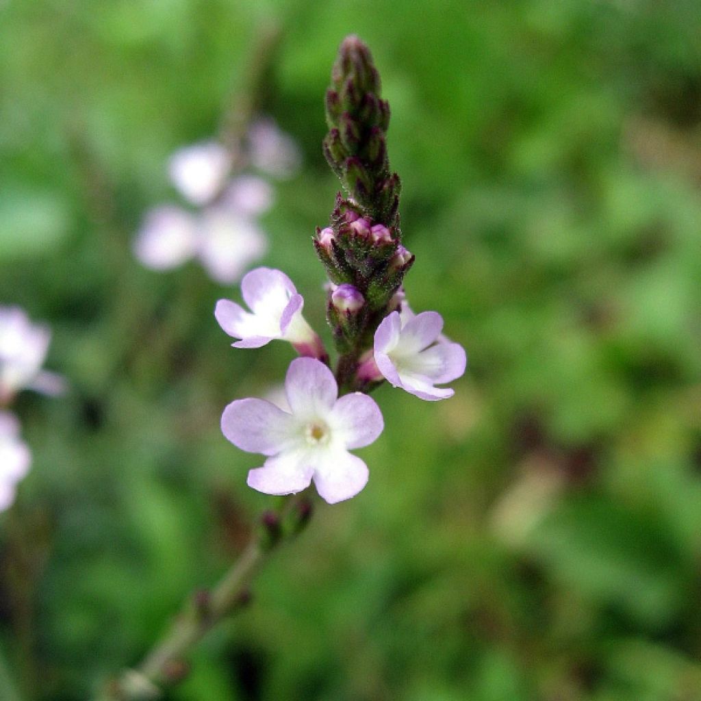 Rohtoverbena - Verbena officinalis