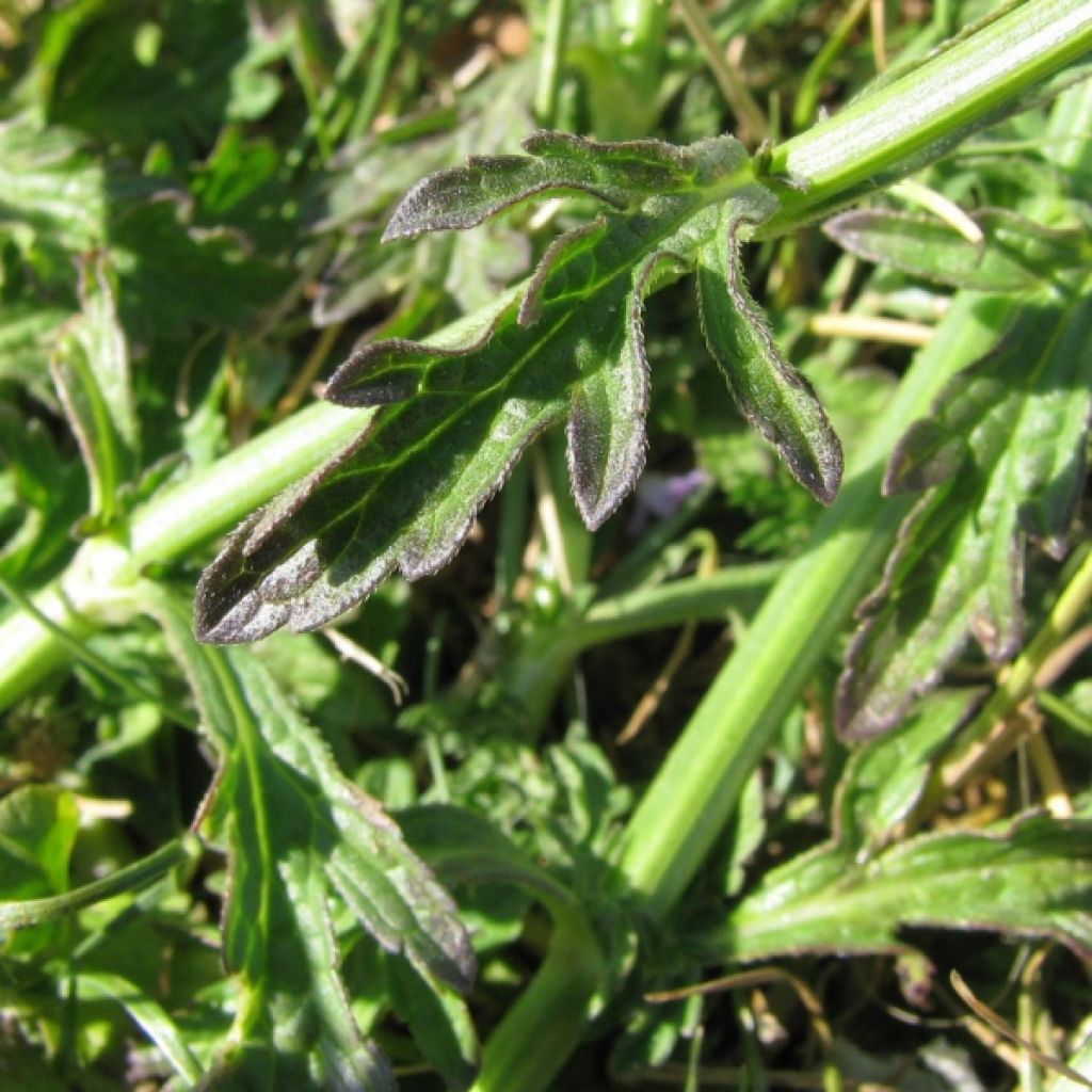 Rohtoverbena - Verbena officinalis