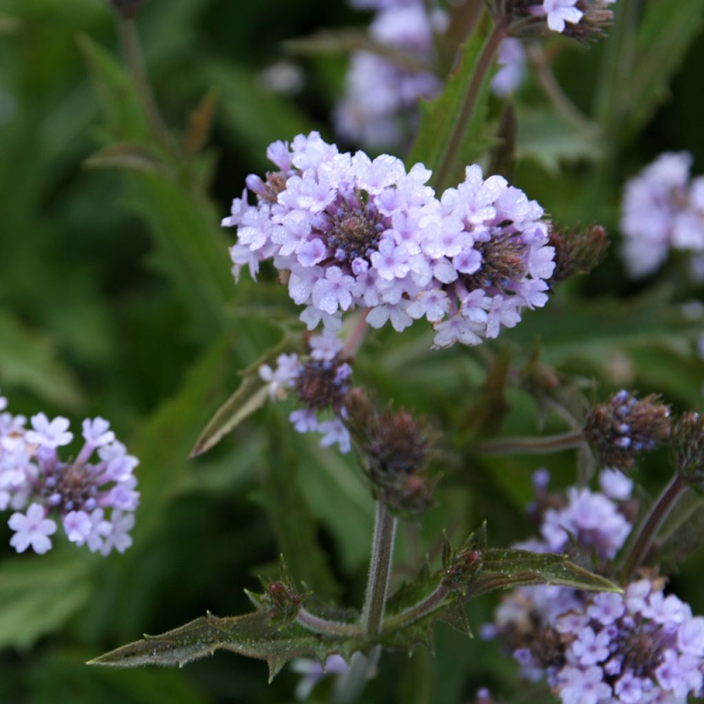 Siniverbena Polaris