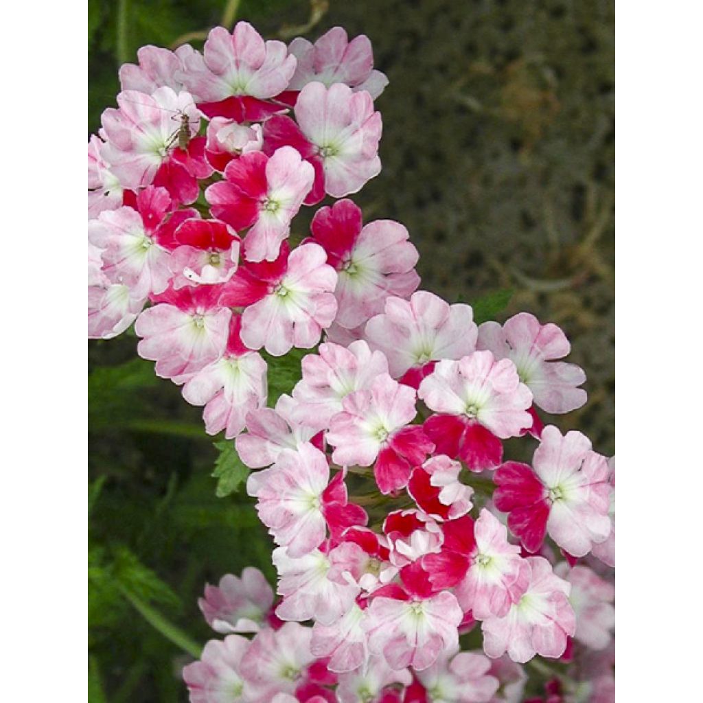 Verbena Pink Parfait