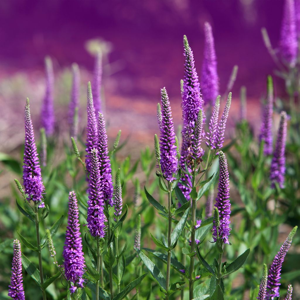 Tähkätädyke Purpleicious