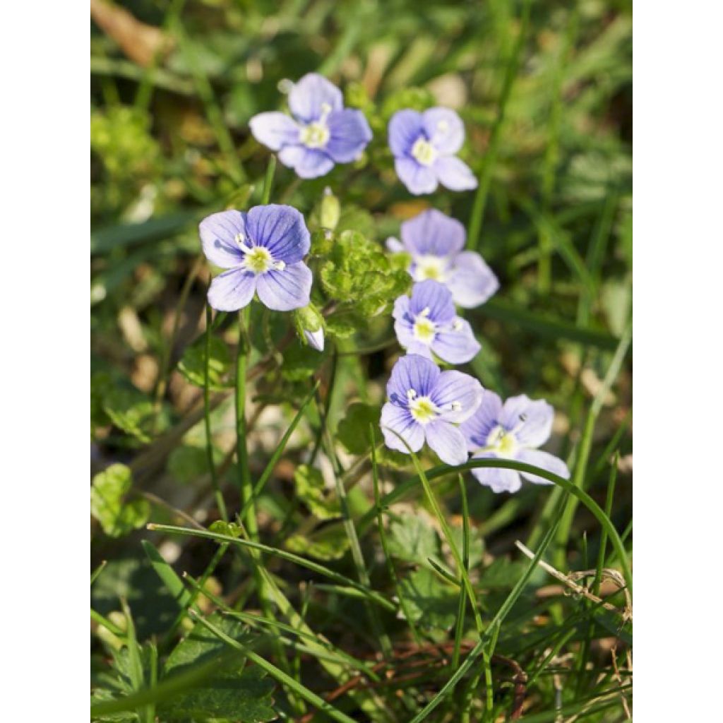 Kaukasiantädyke - Veronica filiformis
