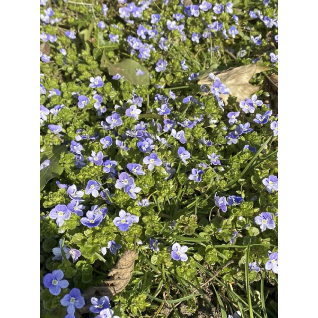 Kaukasiantädyke - Veronica filiformis