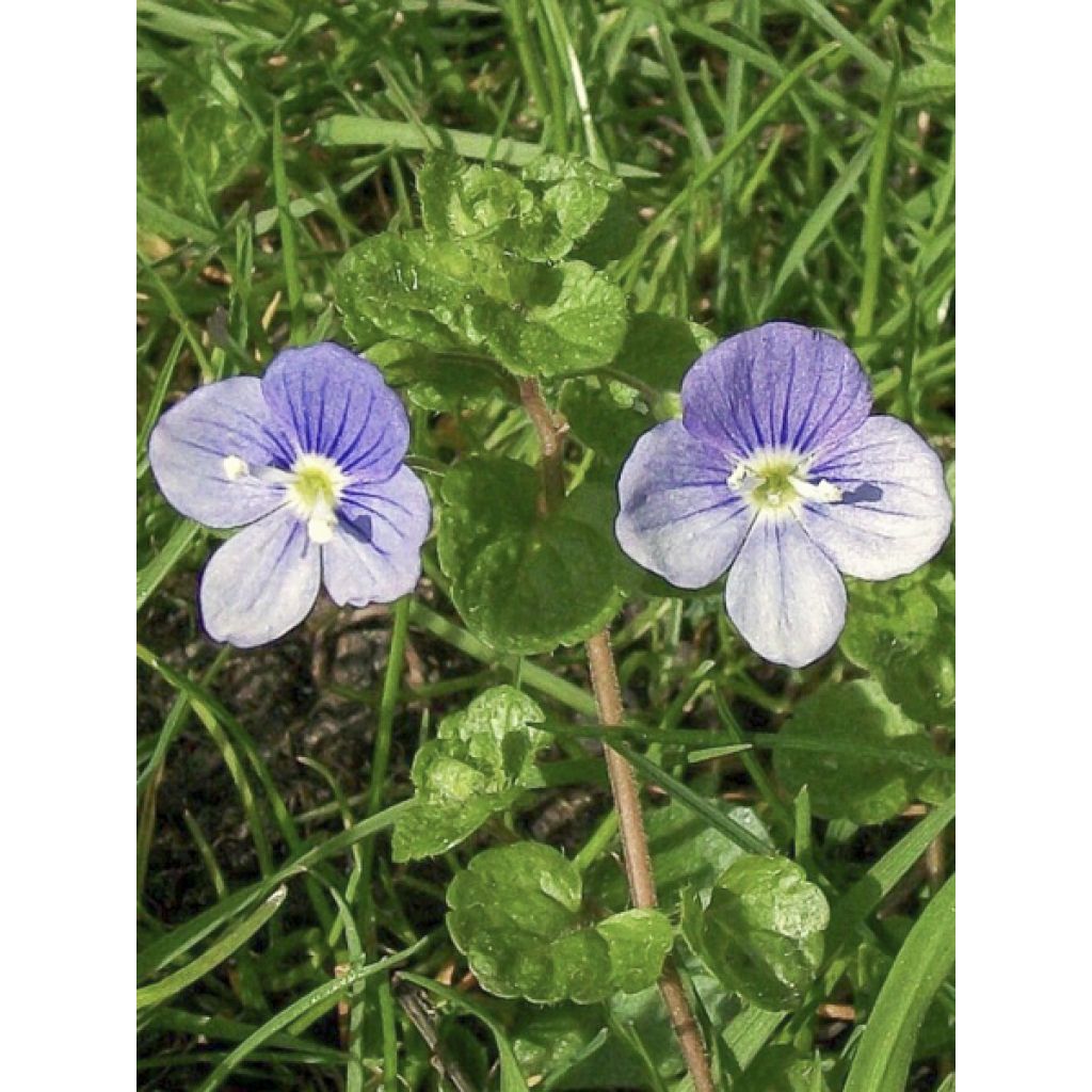 Kaukasiantädyke - Veronica filiformis