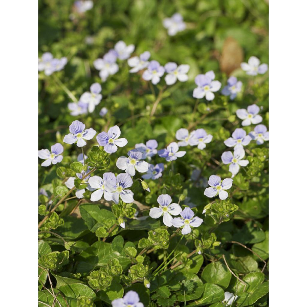 Kaukasiantädyke - Veronica filiformis