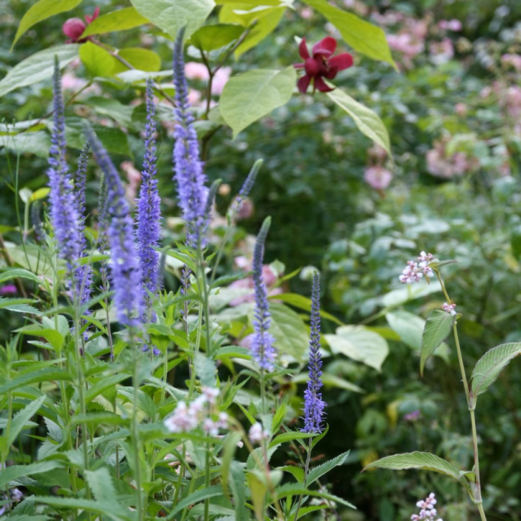 Rantatädyke Blauriesin