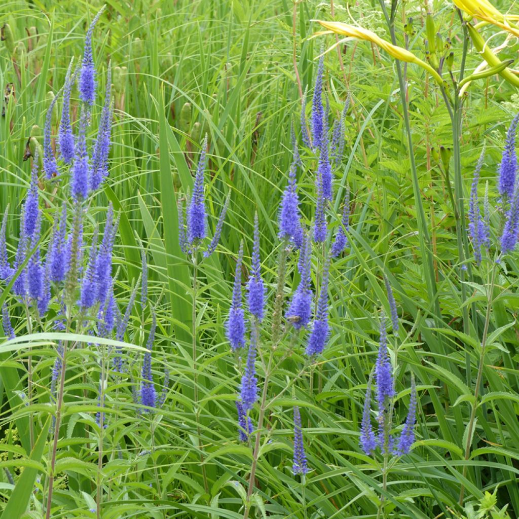 Rantatädyke (siemenet) - Veronica longifolia