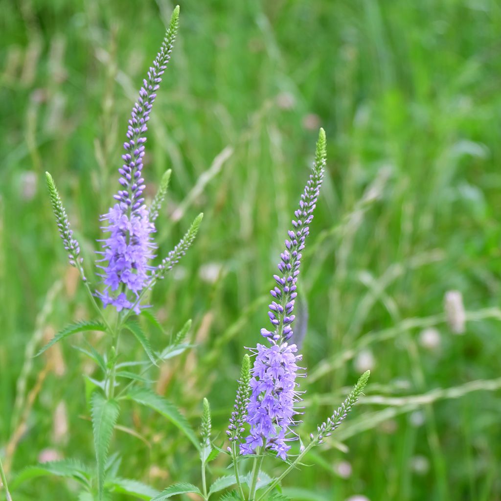 Rantatädyke Marietta