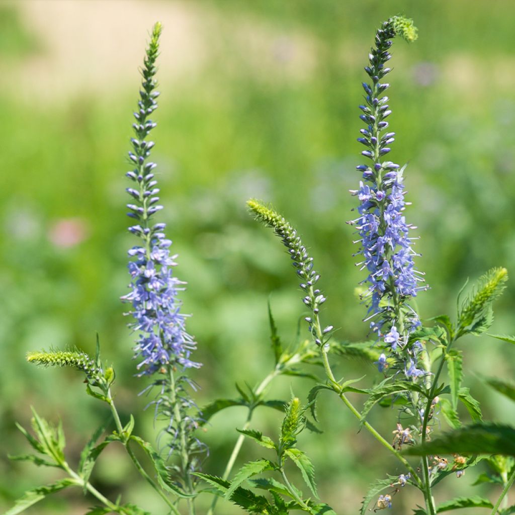 Rantatädyke Marietta
