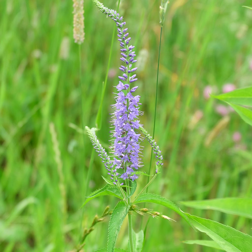Rantatädyke Marietta