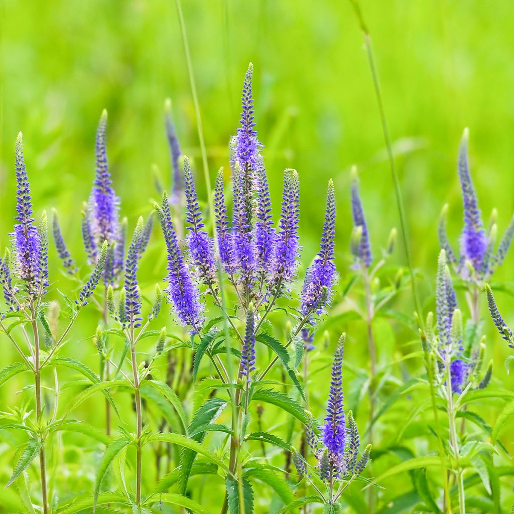 Rantatädyke - Veronica longifolia