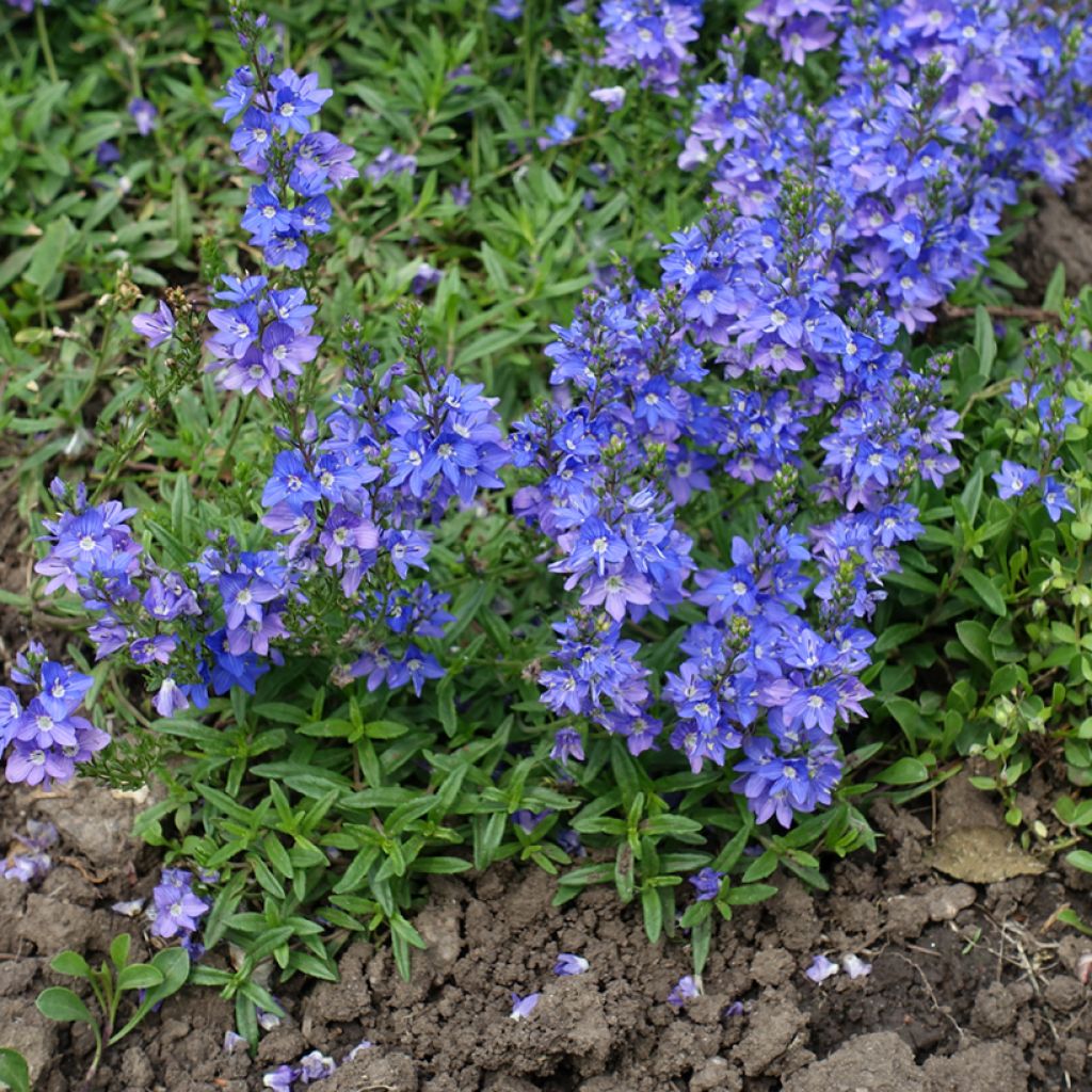 Mätästädyke - Veronica prostrata