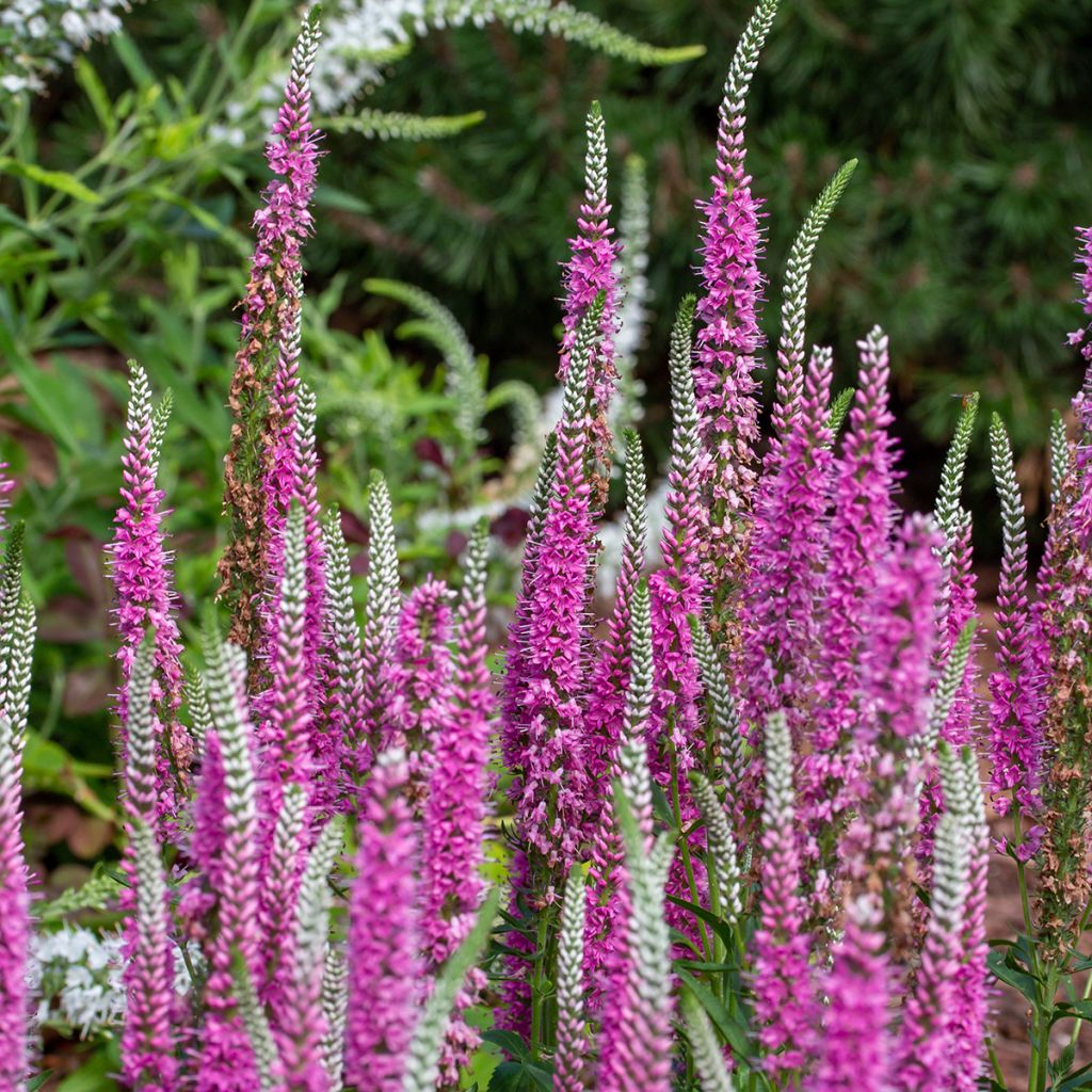 Rantatädyke Pink Marshmallow