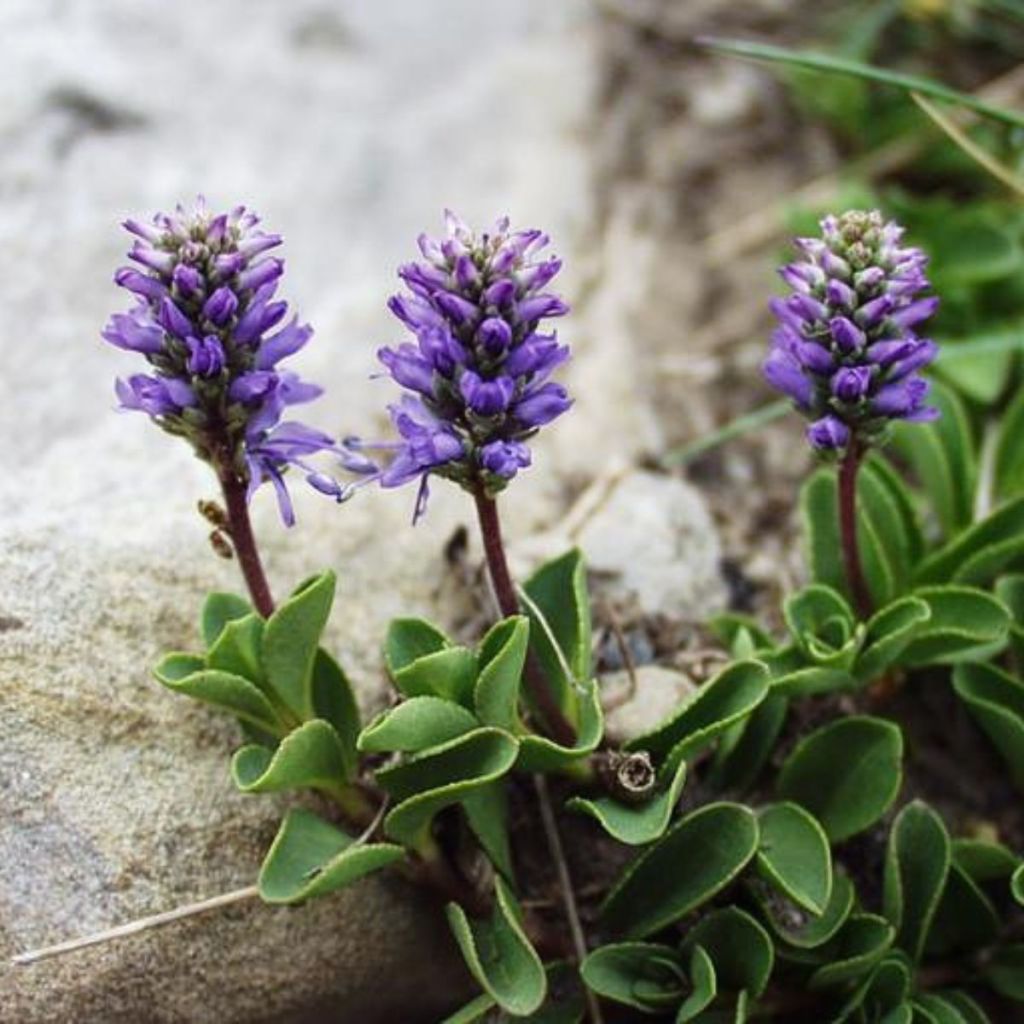 Tädyke - Veronica allionii