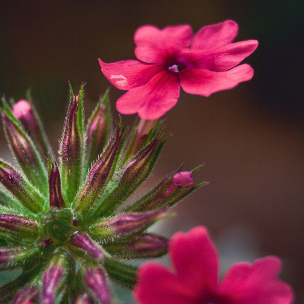 Tarhaverbena Endurascape Magenta