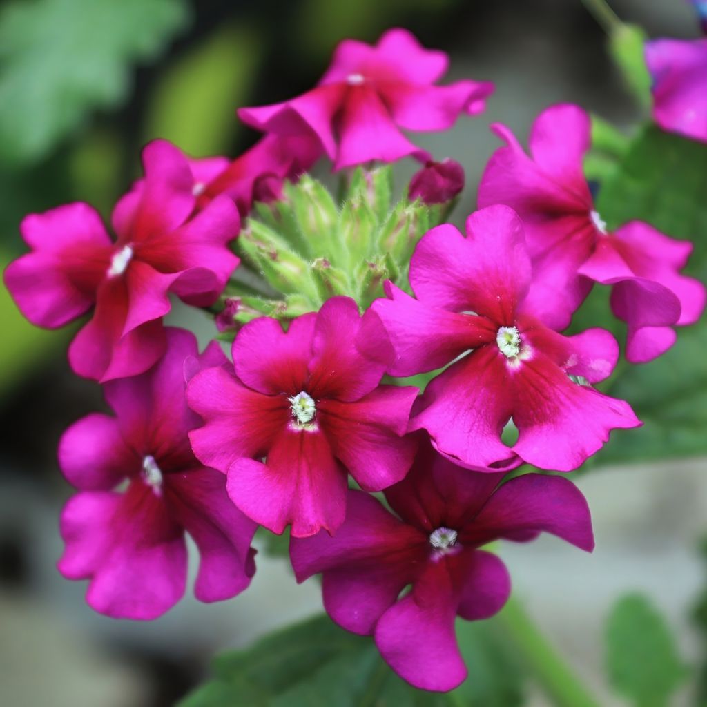 Tarhaverbena Endurascape Magenta