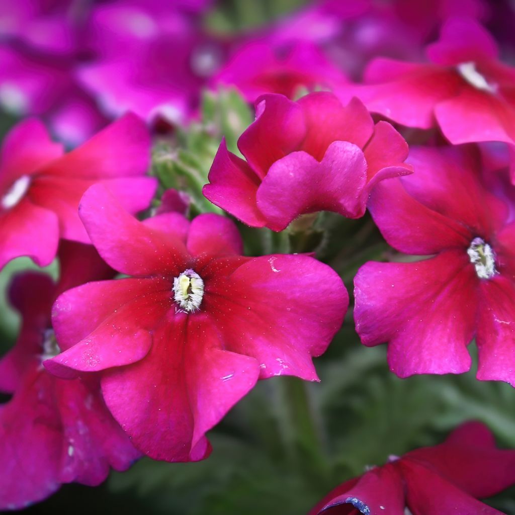 Tarhaverbena Endurascape Magenta