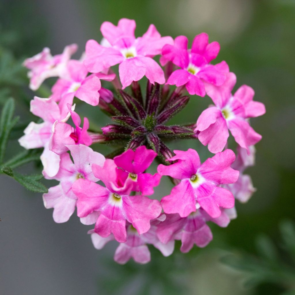 Tarhaverbena Endurascape Pink Fizz