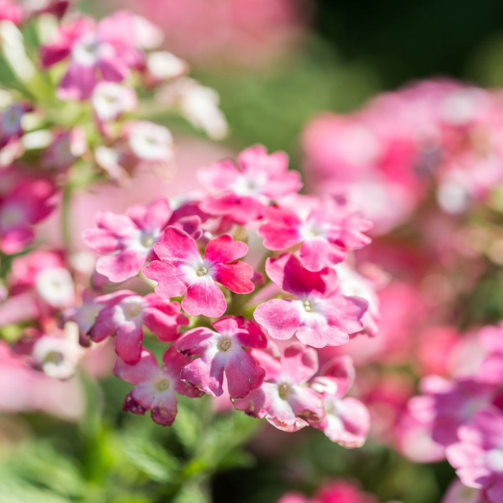 Tarhaverbena Endurascape Pink Fizz