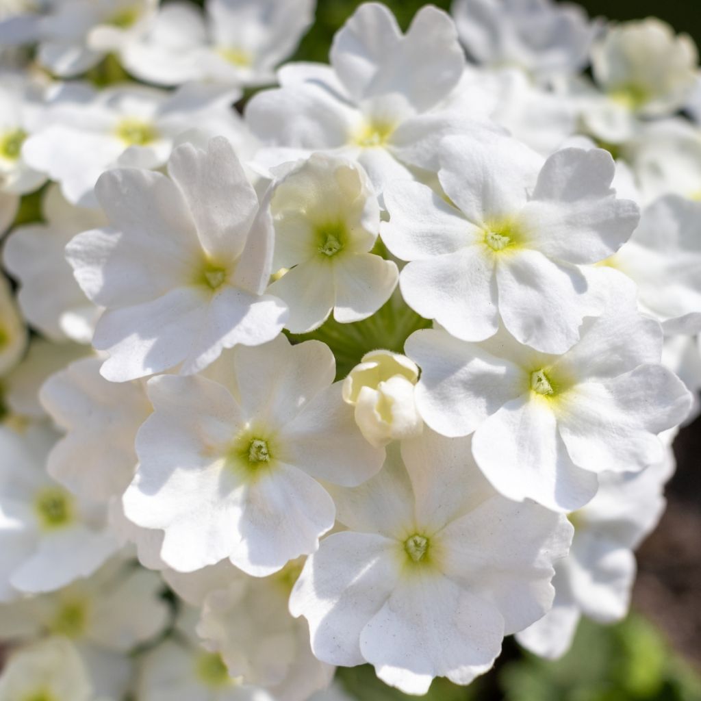 Tarhaverbena Endurascape White