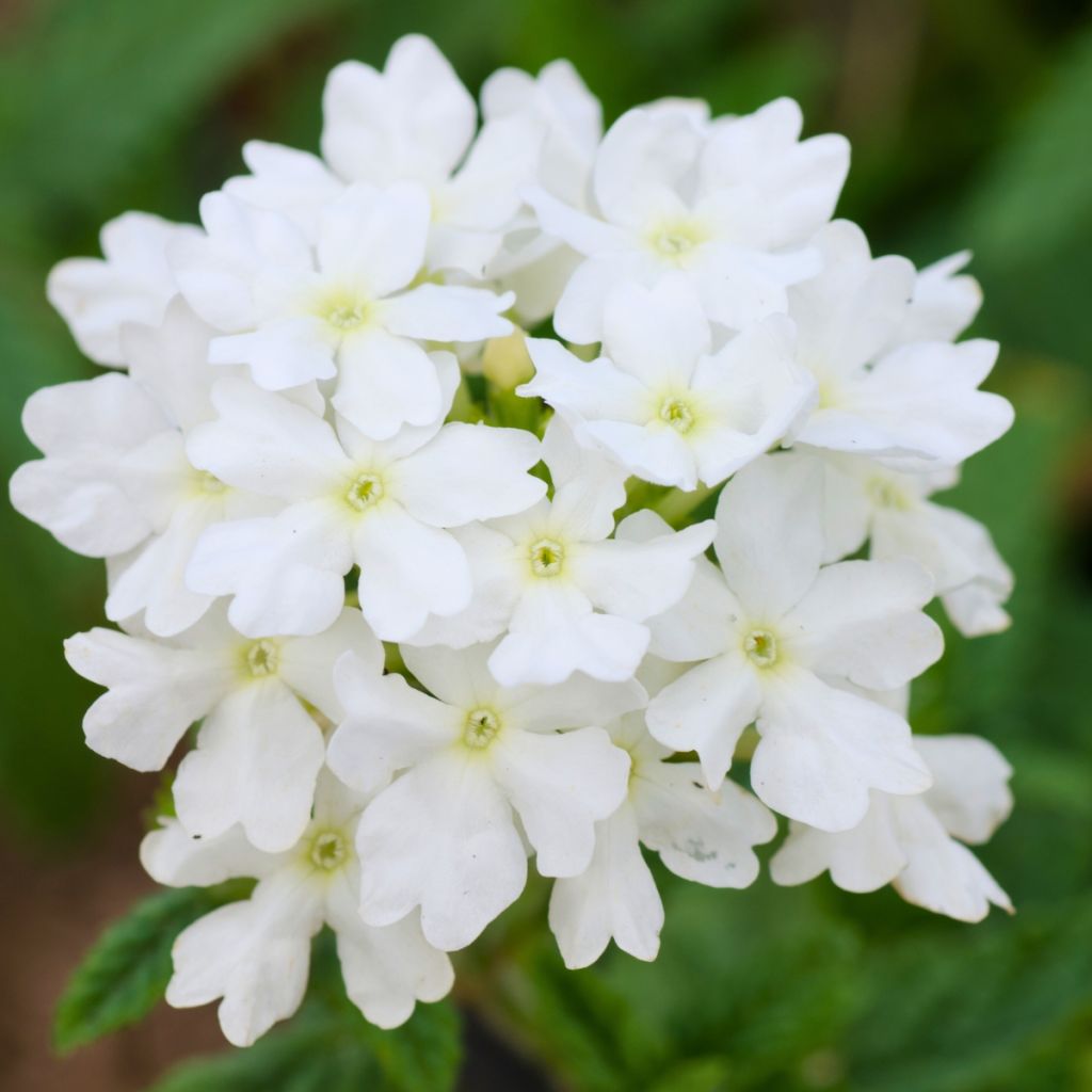 Tarhaverbena Endurascape White
