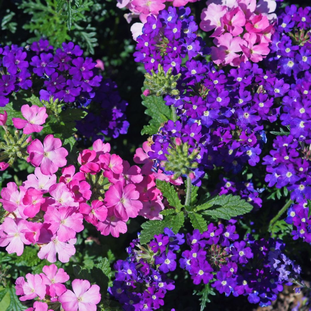 Tarhaverbena Vepita Pearl Blue