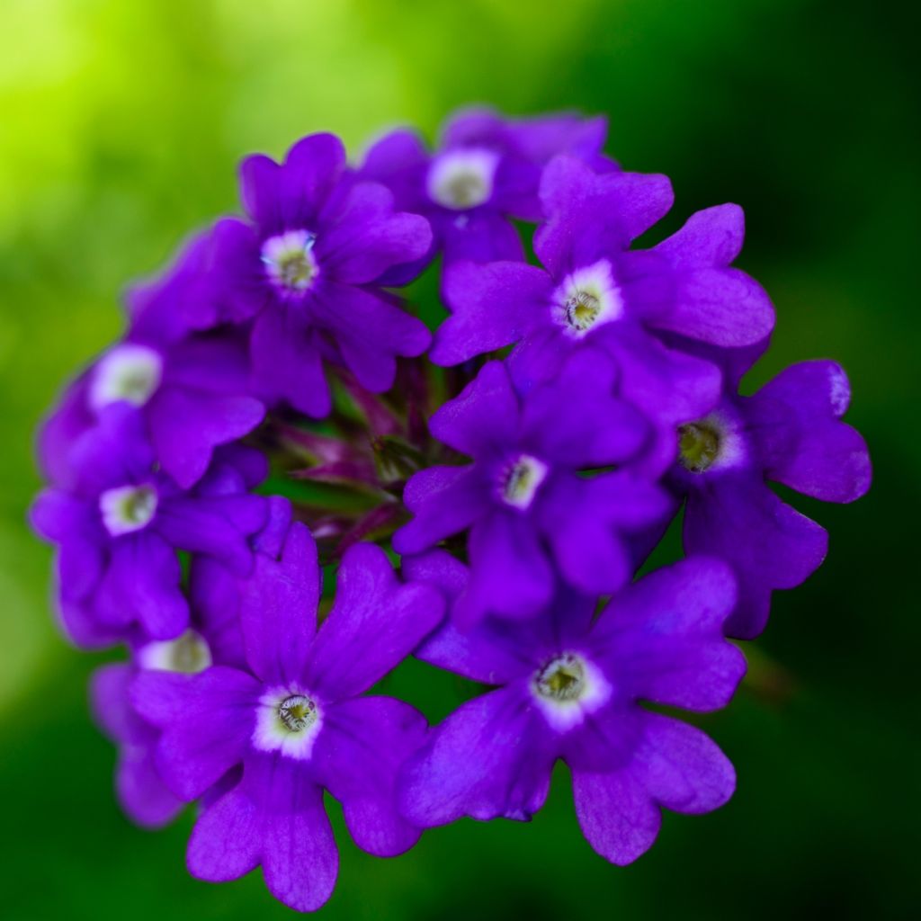 Tarhaverbena Vepita Pearl Blue