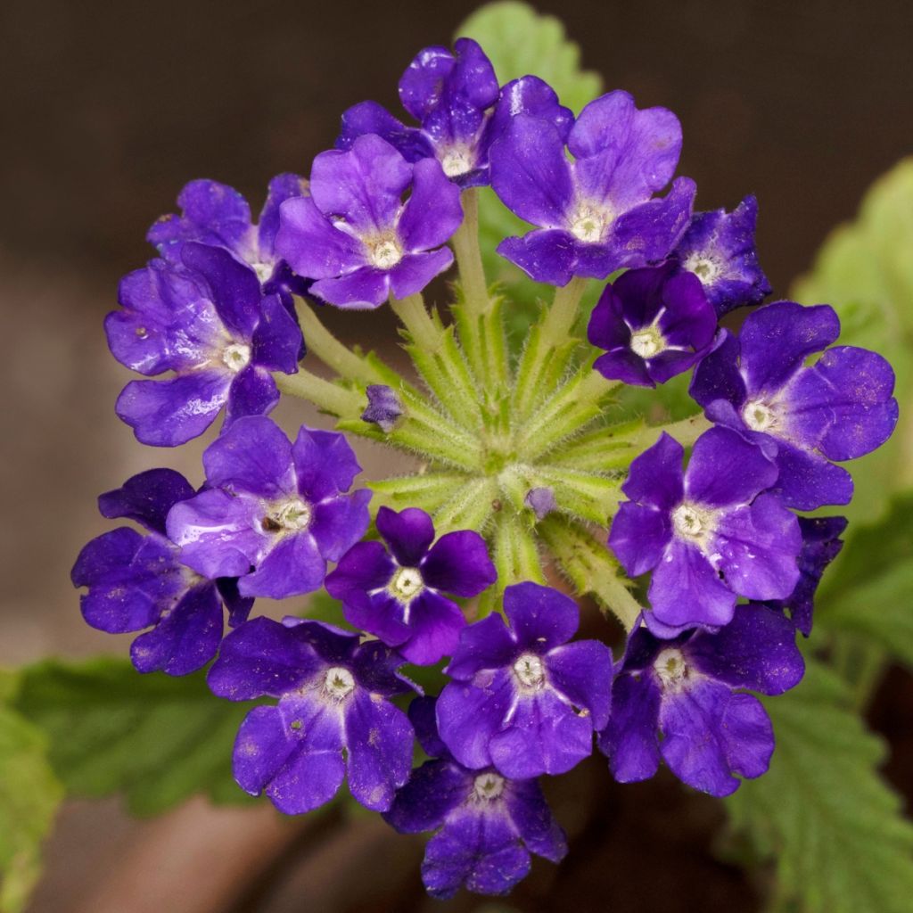 Tarhaverbena Vepita Pearl Blue